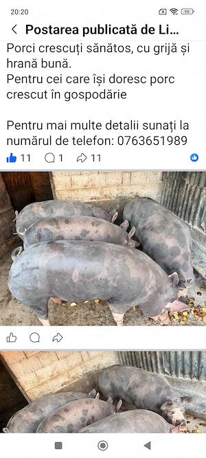 Porci rasa de carn