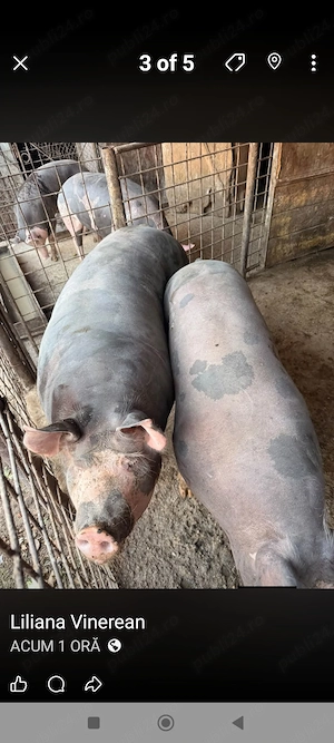 Porci carne 