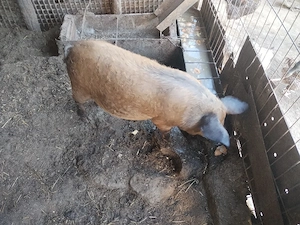 Porc mangalita 50 kg