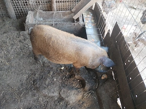 Porc mangalita 50 kg - imagine 2