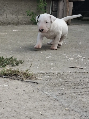 Pui bull terrier ocazie rară 