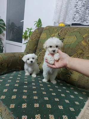 Bichon maltez, talie mica.
