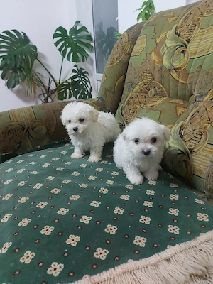 Bichon maltez, talie mica. - imagine 2