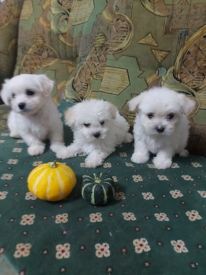 Bichon maltez, talie mica. - imagine 3