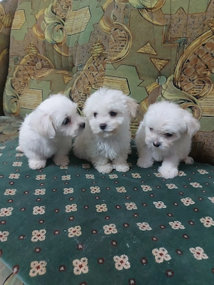 Bichon maltez, talie mica. - imagine 4