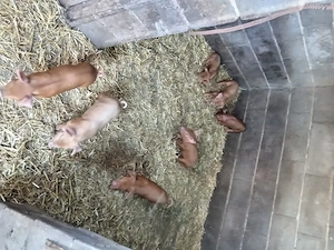 Purcei duroc cu duroc - imagine 2