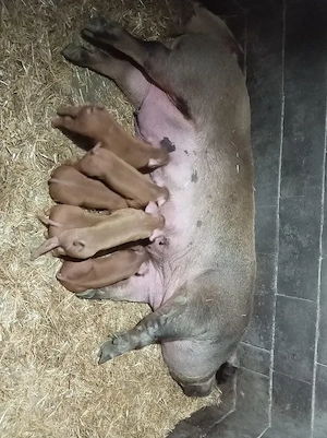 Purcei duroc cu duroc - imagine 5