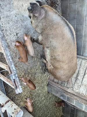 Purcei duroc cu duroc