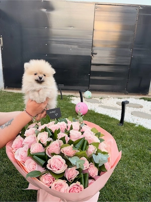 Pui pomeranian masculi