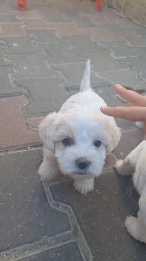 Bichon maltez
