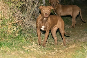 femelă Amstaff 