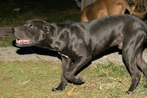 mascul Amstaff 