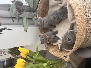 British shorthair, exemplare deosebite - imagine 5