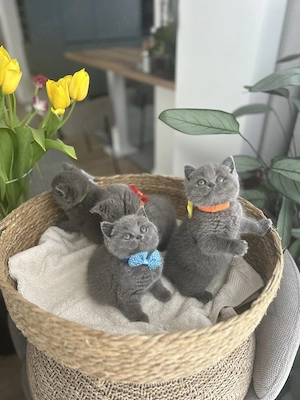 British shorthair, exemplare deosebite