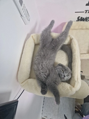 MOKY  , pisicuță scotish fold