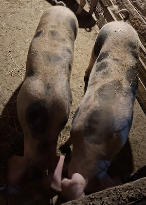 Porci de carne