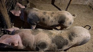 Porci de Carne 15lei kg