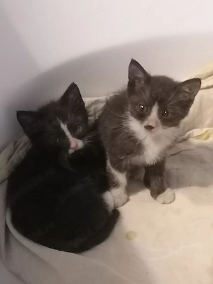 Motănel si pisicuta pt adoptie