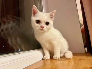 Baiat British Shorthair - imagine 2
