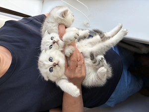 British shorthair alb chinchilla  - imagine 2