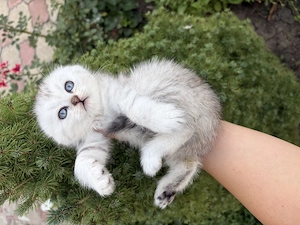 British shorthair alb chinchilla  - imagine 3