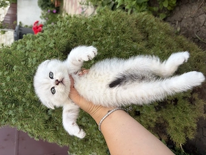 British shorthair alb chinchilla  - imagine 4