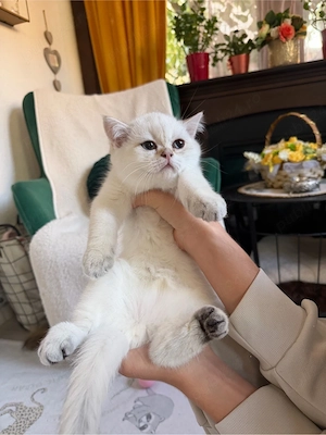 Vand femela British Shorthair NY1133 linie campion pedigree - imagine 3
