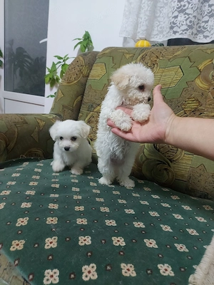 Bichon maltez, talie mica. - imagine 5