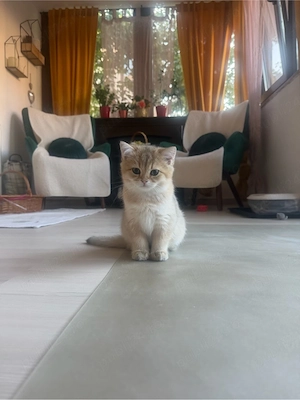 Vand mascul British Shorthair parinti campioni, pedigree