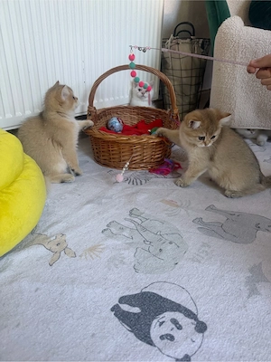 Vand mascul British Shorthair parinti campioni, pedigree - imagine 3