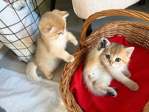 Vand mascul British Shorthair parinti campioni, pedigree - imagine 5