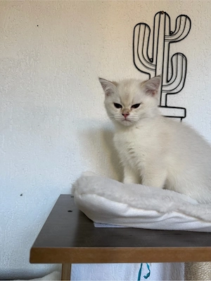 Vand femela British Shorthair NY1133 linie campion pedigree - imagine 2