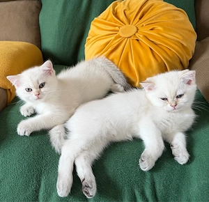 Vand femela British Shorthair NY1133 linie campion pedigree
