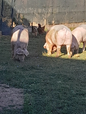 Porci de vânzare  - imagine 5