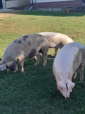 Porci de vânzare  - imagine 2