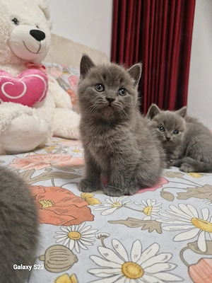 British Shorthair 