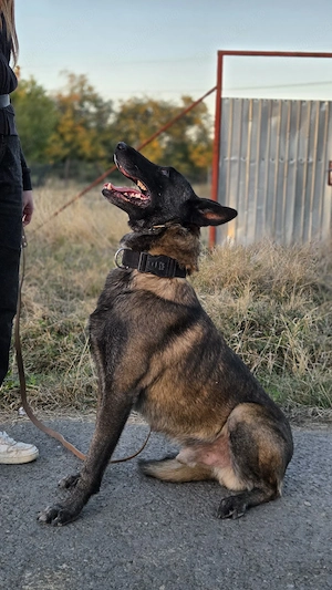 Mascul malinois  - imagine 2