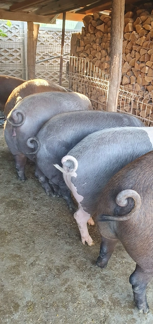 Porci de vânzare! - imagine 3