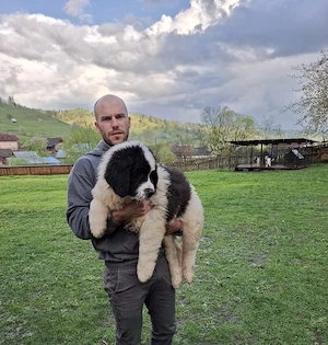 Ciobanesc de Bucovina - imagine 3