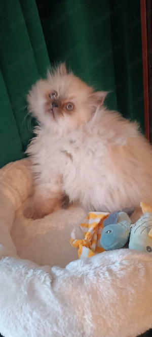 ragdoll băiețel!!!
