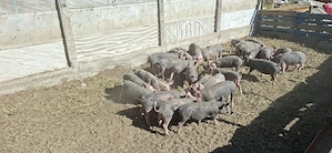 porci de cărne  - imagine 2