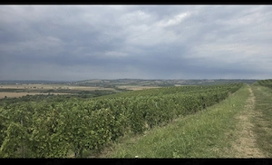 2 lei   kg Vand struguri merlot, cabernet sauvignon si must