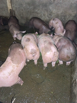  De vânzare purcei   10 săptămâni!  - imagine 3