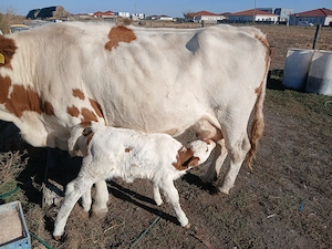 Vaca cu vitica de o săptămână  - imagine 2