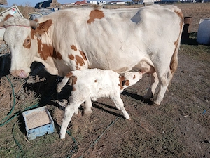 Vaca cu vitica de o săptămână 