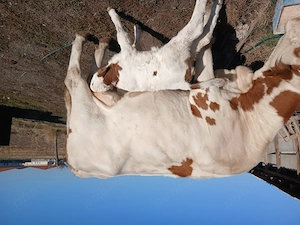 Vaca cu vitica de o săptămână  - imagine 3