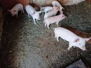 Vand purcei varsta 6 saptamani