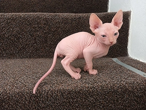 Vand pui Sphinx - imagine 4