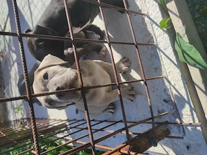 American Bully poket pedigree 