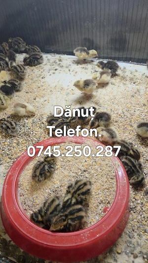 Puișori  de prepeliță,oua de prepeliță!  - imagine 5